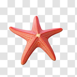 Starfish - Starfish Illustration For Ocean Theme Transparent PNG