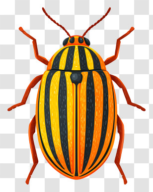 Striped Colorado Potato Beetle - Striped Beetle Transparent PNG
