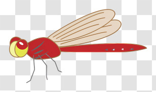 Dragonfly - Red Dragonfly Cartoon Illustration Transparent PNG
