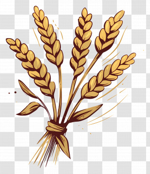 Sheaf Of Grain - Golden Wheat Stalks Representing Harvest And Agriculture Transparent PNG
