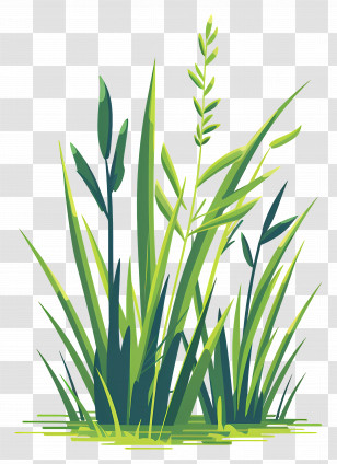 Rice Plants - Tall Fresh Grass Illustration Transparent PNG