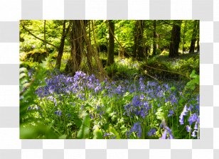 Woodland Flora Biome Vegetation Nature Reserve - Wildflower - Tree Transparent PNG