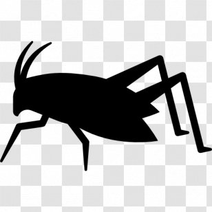 Insect Bed Bug - Membrane Winged - Grasshopper Transparent PNG