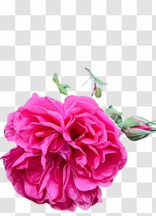 Rose - Common Peony - Flowering Plant Cut Flowers Transparent PNG