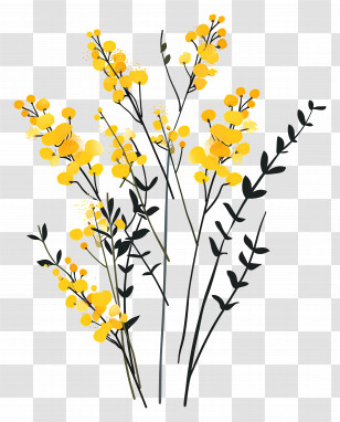 Mimosa Flowers - Yellow Floral Illustration With Delicate Stems Transparent PNG