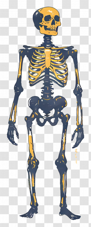 Skeleton - Human Skeleton Anatomical Illustration Transparent PNG