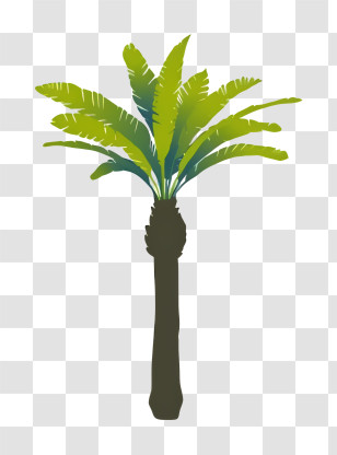 Palm Tree - Tropical Palm Tree Illustration Transparent PNG