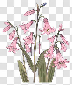 Bluebells - Illustration Of Pink Bell Flowers Transparent PNG