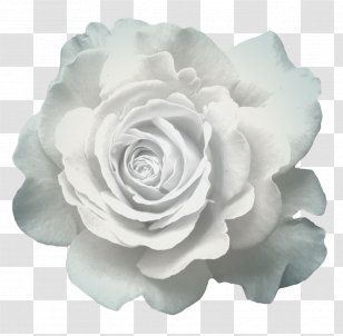 Garden Roses Cabbage Rose Cut Flowers Pink - Rosa Centifolia - Creative Teapot Transparent PNG