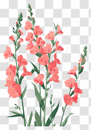 Snapdragons - Pink Gladiolus Flower Illustration Transparent PNG