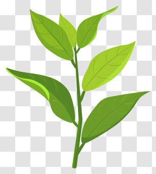 Green Tea Leaf - Fresh Green Leaves Illustration Transparent PNG