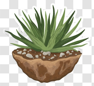 Cartoon - Succulent Plant In Pot Transparent PNG