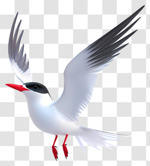Arctic Tern - Graceful Flying Bird Transparent PNG
