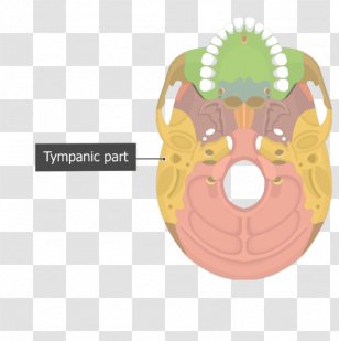 Vomer Occipital Bone Temporal Skull - Axial Skeleton Transparent PNG