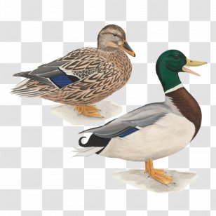 Duck Mallard Bird Trumpeter Swan Waterfowl - Goose Transparent PNG
