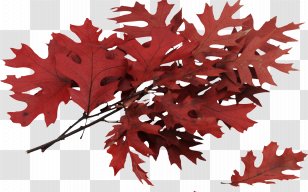 Autumn Leaves Leaf Tree Northern Red Oak - Maple Transparent PNG