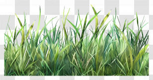 Green Grass - Green Grass Illustration Transparent PNG