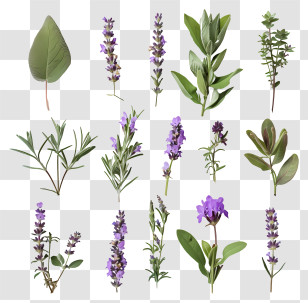 Lavender Flowers - Lavender Herb Plant Collection With Purple Flowers Transparent PNG