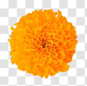 Flowers - Bright Orange Marigold Flower Bloom Transparent PNG