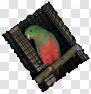 Parrot Borderline Personality Disorder Risky Behavior Impulsivity Parakeet - Bird - Port Transparent PNG