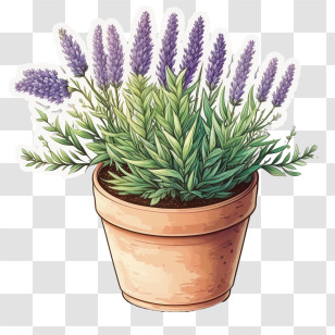 Blooming Lavender
 - Potted Lavender Plant Transparent PNG