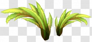 Drawing Plant Green Leaf - Grasses - Grass Transparent PNG