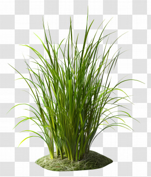 Grass Plant - Green Grass Illustration Transparent PNG