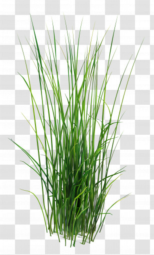 Grass Plant - Lush Green Grass Transparent PNG