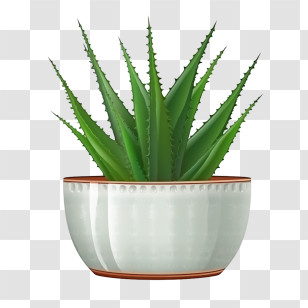 Aloe Vera - Green Aloe Vera In White Pot Transparent PNG