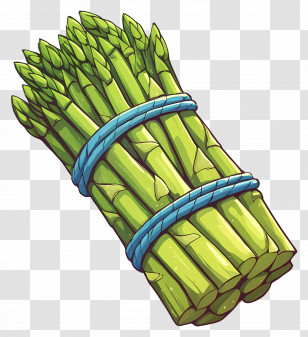 Asparagus - Illustration Of A Bundle Of Asparagus Transparent PNG