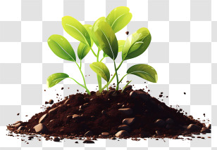 Small Green Sprout In Soil - Young Green Plant In Soil Transparent PNG