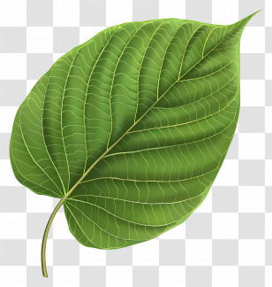 Bodhi Tree Leaf - Close-Up Of A Beautiful Green Leaf Transparent PNG