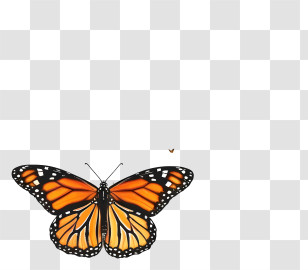 Monarch Butterfly - Orange And Black Butterfly With Delicate Wings Transparent PNG