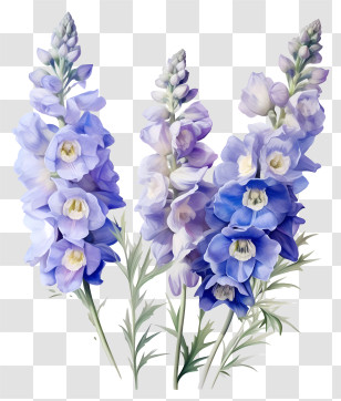 Delicated Delphinium Flower Bunch - Watercolor Blue And Purple Larkspur Flowers Transparent PNG