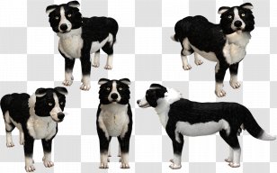 Border Collie Dog breed Fan art Pintura, sr. Pickles, televisão, carnívoro,  cachorro Como mamífero png