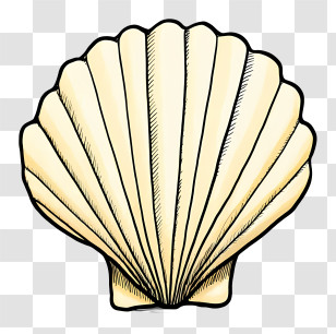Shell Outline - Simple Seashell Illustration Transparent PNG