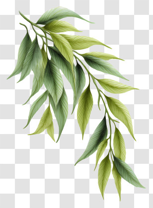 Drooping Willow Branch - Lush Green Leaves Transparent PNG