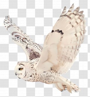Owl - Flying Owl With Spread Wings Transparent PNG