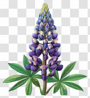 Lupin Flower - Purple Lupine Flower With Green Leaves Transparent PNG
