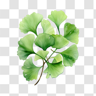 Ginkgo Biloba Leaves - Green Ginkgo Leaves Illustration Transparent PNG