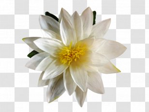 Artificial Flower Lilium Plant Petal - Wedding - Floating Material Transparent PNG
