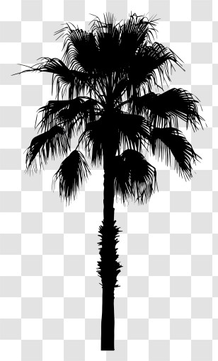 Palm Tree Silhouette - Tropical Palm Tree Silhouette Transparent PNG