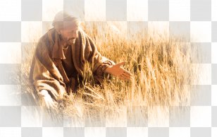 Bible Parable Of The Tares Lolium Temulentum Wheat - Grass - Weeds Fields Transparent PNG
