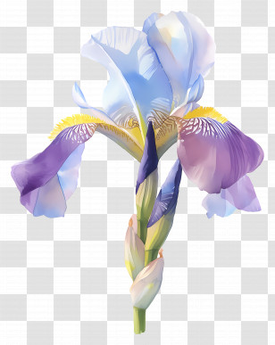 Iris Flower - Beautiful Purple Iris Flower Illustration Transparent PNG