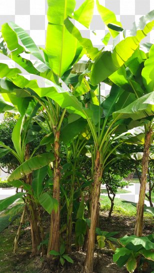 Banana Leaf Coconut Musa Basjoo - Tree - Sunshine Leaves Transparent PNG