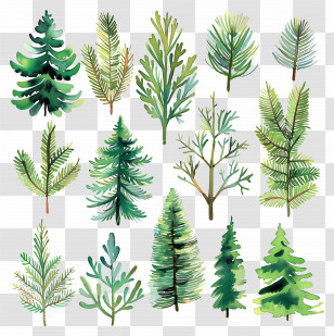 Evergreen Boughs - Watercolor Illustration Of Evergreen Tree Branches Transparent PNG