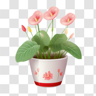 Anthurium Plant - Flower Pot With Blooming Pink Calla Lilies Transparent PNG