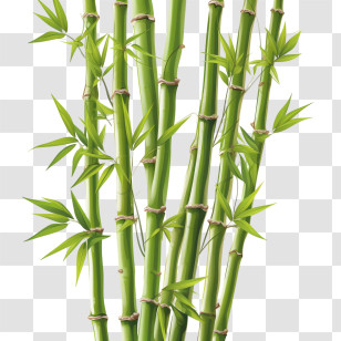 Bamboo - Bamboo Stems With Green Leaves Illustration Transparent PNG