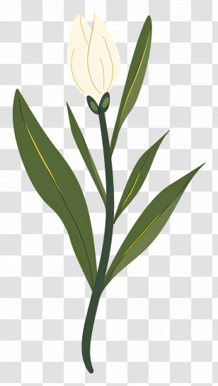 Single Flower - White Tulip With Green Leaves Illustration Transparent PNG