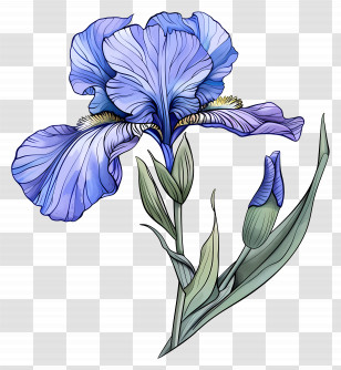 Iris Flower - Illustration Of Blue Iris Flower Transparent PNG